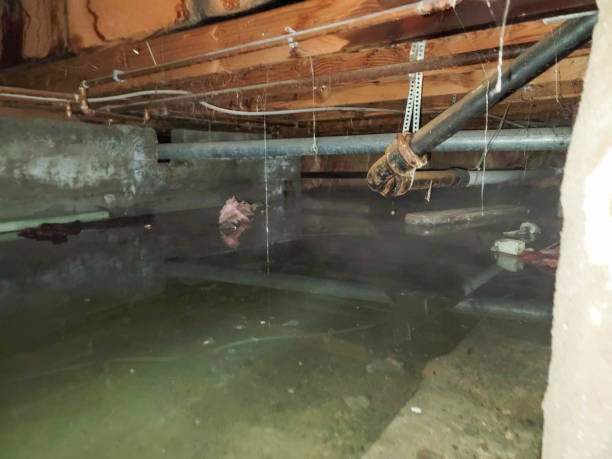 Best Flood damage cleanup  in Arabi, LA