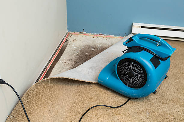 Best Ceiling water damage repair  in Arabi, LA